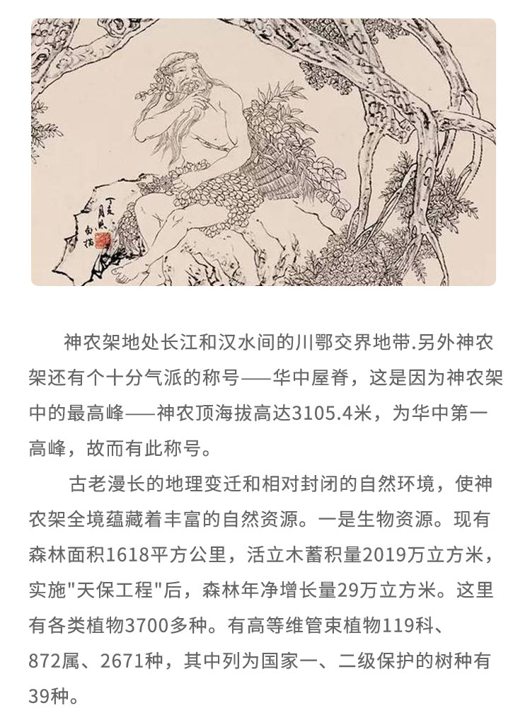 神農(nóng)架地處長(zhǎng)江和漢水間的川鄂交界地帶.另外神農(nóng)架還有個(gè)十分氣派的稱號(hào)一華中屋脊， 這是因?yàn)樯褶r(nóng)架中的最高峰一神 農(nóng)頂海拔高達(dá)3105.4米，為華中第一高峰，故而有此稱號(hào)。古老漫長(zhǎng)的地理變遷和相對(duì)封閉的自然環(huán)境，使神農(nóng)架全境蘊(yùn)藏著豐富的自然資源。-是生物資源。現(xiàn)有森林面積1618平方公里，活立木蓄積量2019萬立方米，實(shí)施“天保工程”后，森林年凈增長(zhǎng)量29萬立方米。這里有各類植物3700多種。有高等維管束植物119科872屬、2671種，其中列為國(guó)家一、二級(jí)保護(hù)的樹種有39種。