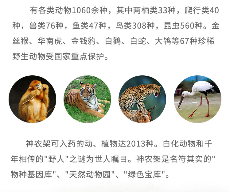 有各類動(dòng)物1060余種，其中兩棲類33種，爬行類40種，獸類76種，魚類47種，鳥類308種，昆蟲560種。金絲猴、華南虎、金錢豹、白鸛、白蛇、大鴇等67種珍稀野生動(dòng)物受國(guó)家重點(diǎn)保護(hù)。神農(nóng)架可入藥的動(dòng)、植物達(dá)2013種。白化動(dòng)物和千年相傳的“野人”之謎為世人矚目。神農(nóng)架是名符其實(shí)的“物種基因庫(kù)”、“天然動(dòng)物園”、“綠色寶庫(kù)”
