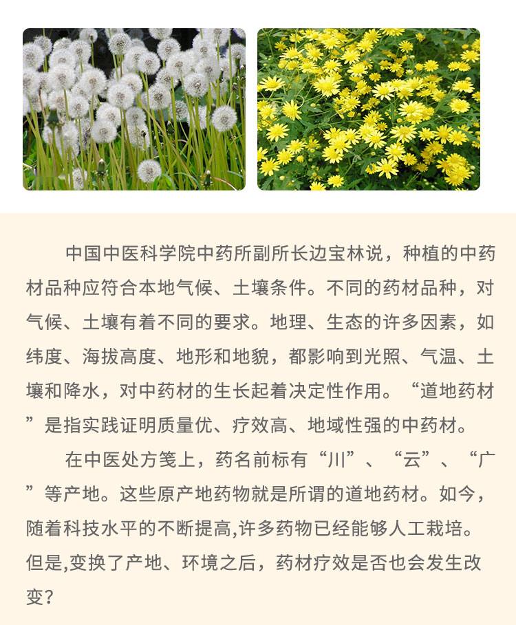 中國(guó)中醫(yī)科學(xué)院中藥所副所長(zhǎng)邊寶林說，種植的中藥材品種應(yīng)符合本地氣候、土壤條件。不同的藥材品種，對(duì)氣候、土壤有著不同的要求。地理、生態(tài)的許多因素，如緯度、海拔高度、地形和地貌，都影響到光照、氣溫、土壤和降水，對(duì)中藥材的生長(zhǎng)起著決定性作用?！暗?地藥材是指實(shí)踐證明質(zhì)量?jī)?yōu)、療效高、地域性強(qiáng)的中藥材。在中醫(yī)處方箋上，藥名前標(biāo)有“川I”、“云”、“廣”等產(chǎn)地。這些原產(chǎn)地藥物就是所謂的道地藥材。如今，隨著科技水平的不斷提高,許多藥物已經(jīng)能夠人工栽培。但是,變換了產(chǎn)地、環(huán)境之后，藥材療效是否也會(huì)發(fā)生改變?