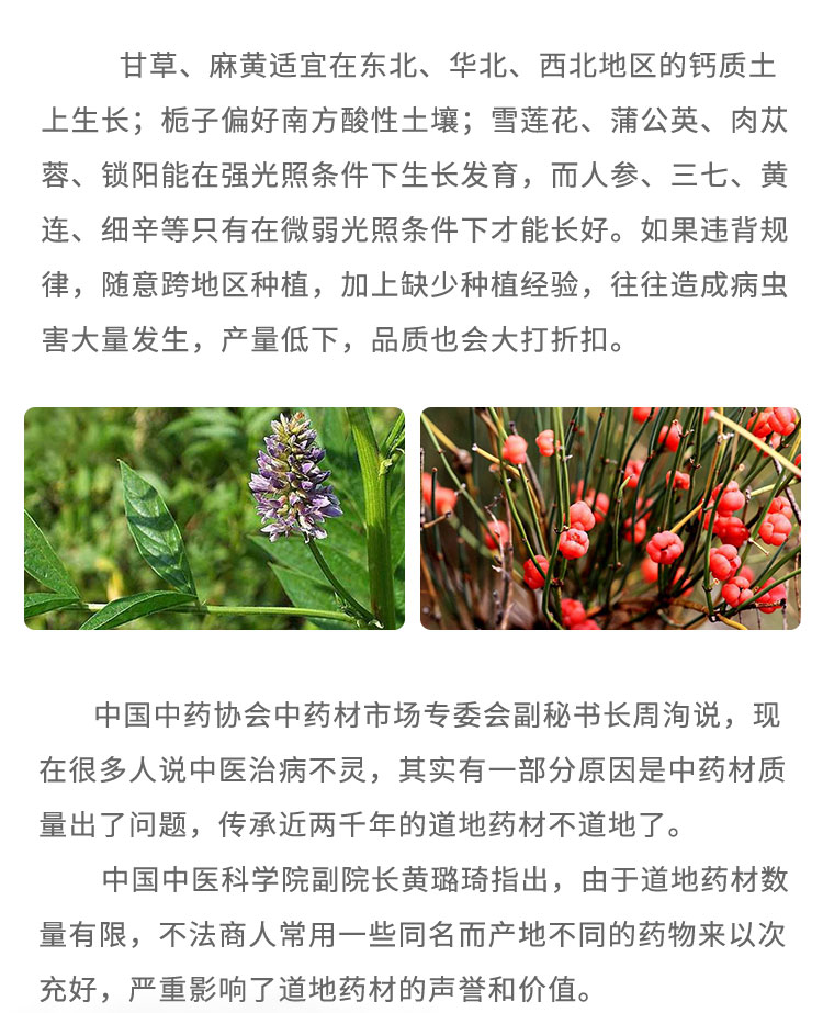 甘草、麻黃適宜在東北、華北、西北地區(qū)的鈣質(zhì)土上生長(zhǎng);梔子偏好南方酸性土壤;雪蓮花、蒲公英、肉蓯蓉、鎖陽(yáng)能在強(qiáng)光照條件下生長(zhǎng)發(fā)育，而人參、三七、黃連、細(xì)辛等只有在微弱光照條件下才能長(zhǎng)好。如果違背規(guī)律，隨意跨地區(qū)種植，加上缺少種植經(jīng)驗(yàn)，往往造成病蟲害大量發(fā)生，產(chǎn)量低下，品質(zhì)也會(huì)大打折扣。中國(guó)中藥協(xié)會(huì)中藥材市場(chǎng)專委會(huì)劃秘書長(zhǎng)周洶說:現(xiàn)在很多人說中醫(yī)治病不靈，其實(shí)有-部分原因是中藥材質(zhì)量出了問題，傳承近兩千年的道地藥材不道地了。中國(guó)中醫(yī)科學(xué)院副院長(zhǎng)黃璐琦指出，由于道地藥材數(shù)量有限，不法商人常用-些同名而產(chǎn)地不同的藥物來以次充好，嚴(yán)重影響了道地藥材的聲譽(yù)和價(jià)值。